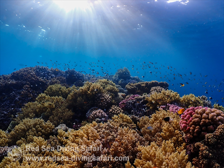 Beauty and the reef